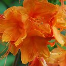 Rhododendron hort. Rumba