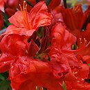 Rhododendron hort. Satan