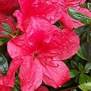 Rhododendron hort. Scout