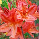 Rhododendron hort. Spek's Brilliant
