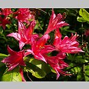 Rhododendron hort. Grandeur Triomphante