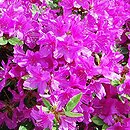 Rhododendron hort. Grupa '29aa Azalie Jelinka (czeskie)'