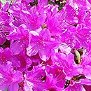 Rhododendron hort. Orlice