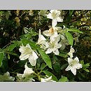 Rhododendron hort. Noordtiana