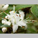 Rhododendron tschonoskii