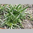 Plantago serpentina (babka wężowa)