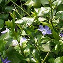 Vinca major (barwinek większy)