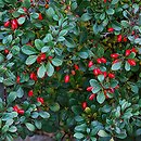 Berberis thunbergii Kobold