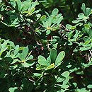 Berberis arido-calida