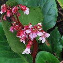 Bergenia stracheyi