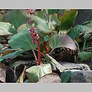 Bergenia purpurascens