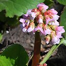 Bergenia cordifolia Baby Doll