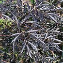Sambucus nigra Black Lace