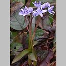 Scilla kladnii (cebulica trójlistna)