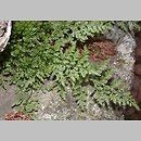 Asplenium cuneifolium f. cuneifolium