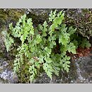 Asplenium cuneifolium f. genuinum
