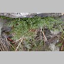 Asplenium cuneifolium f. incisum
