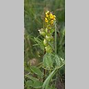 Rhinanthus minor (szelężnik mniejszy)