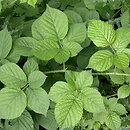 Rubus fabrimontanus (jeżyna podgórska)