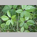 Rubus ostroviensis (jeżyna ostrowska)