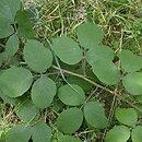 Rubus pedemontanus (jeżyna Bellardiego)