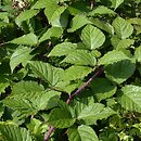 Rubus hirtus agg. (jeżyna gruczołowata)