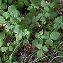 Rubus seebergensis (jeżyna mosińska)