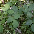 Rubus sprengelii (jeżyna Sprengla)