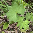 Alchemilla micans (przywrotnik połyskujący)