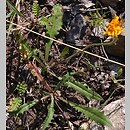 Leontodon hispidus (brodawnik zwyczajny)
