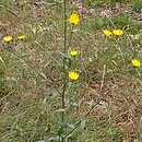 Picris hieracioides (goryczel jastrzębcowaty)