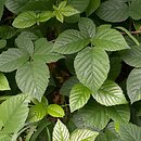 Rubus chaerophyllus (jeżyna świerząbkowata)