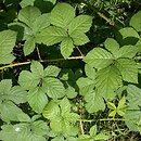 Rubus fasciculatus (jeżyna szarozielona)