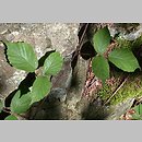 Rubus guentheri (jeżyna Günthera)