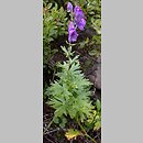 Aconitum bucovinense (tojad bukowiński)