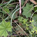 Alchemilla acutiloba (przywrotnik ostroklapowy)