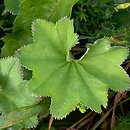 Alchemilla vulgaris s.l. (przywrotnik zwyczajny s.l.)