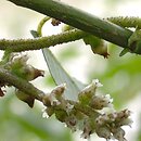 Cuscuta lupuliformis (kanianka wielka)