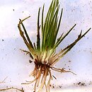 Isoetes (poryblin)