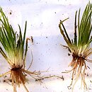 Isoetopsida (widłaki różnozarodnikowe)