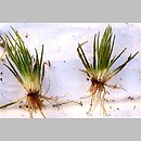 Isoetes lacustris (poryblin jeziorny)