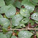 Rubus schleicheri (jeżyna Schleichera)