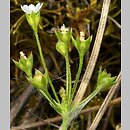 Androsace septentrionalis (naradka północna)