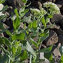 Cardaria draba (pieprznik przydrożny)