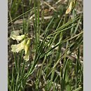 Lathyrus pannonicus (groszek pannoński)