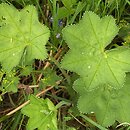 Alchemilla crinita (przywrotnik płytkoklapowy)