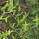 Euphorbia lathyris (wilczomlecz groszkowy)