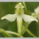 Platanthera bifolia (podkolan biały)