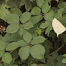 Rubus armeniacus (jeżyna kaukaska)