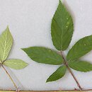 Rubus rudis (jeżyna szczeciniasta)